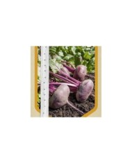 Betterave Plate d'Egypte en ruban
