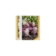 Betterave Plate d'Egypte en ruban