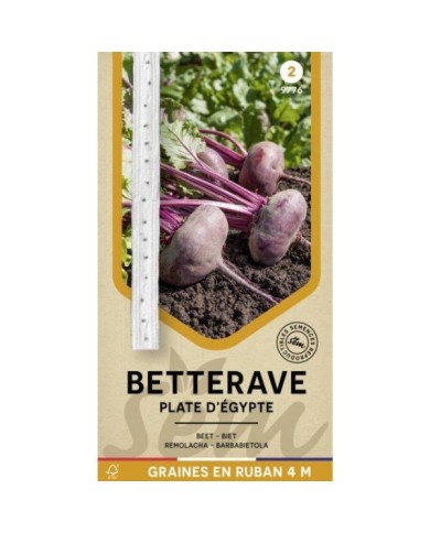 Betterave Plate d'Egypte en ruban