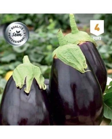 Aubergine bonica hf1