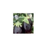 Aubergine bonica hf1