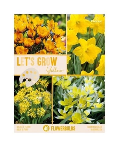 Let's Grow - Jaune - lot de 40 bulbes