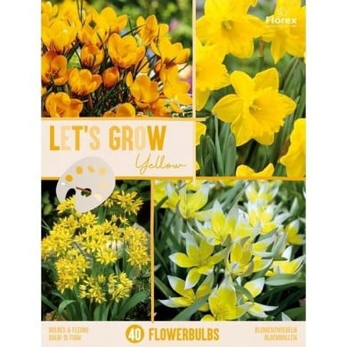 Let's Grow - Jaune - lot de 40 bulbes
