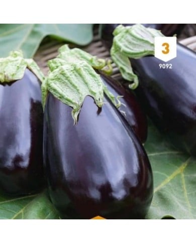 Aubergine Violetta Lunga