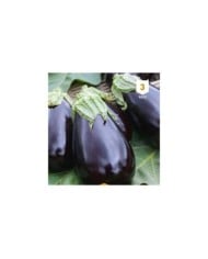 Aubergine Violetta Lunga