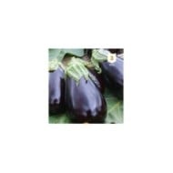 Aubergine Violetta Lunga