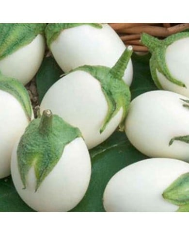 Aubergine blanche ronde a oeuf (ancienne)