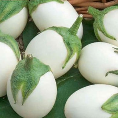 Aubergine blanche ronde a oeuf (ancienne)
