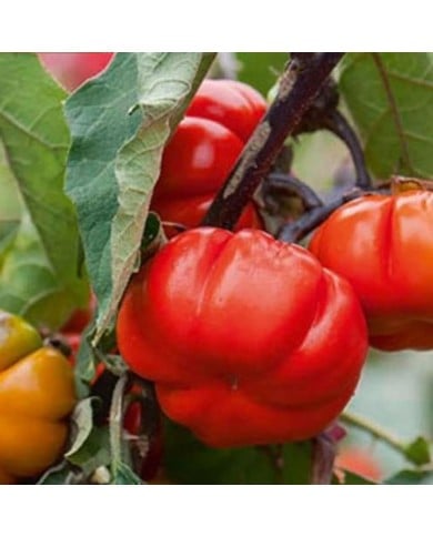 Aubergine n’goyo ou gilo (solanum aethiopicum)