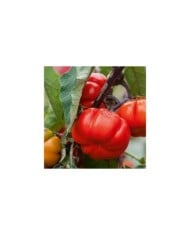 Aubergine n’goyo ou gilo (solanum aethiopicum)