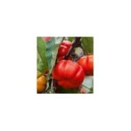 Aubergine n’goyo ou gilo (solanum aethiopicum)
