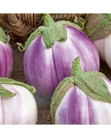 Aubergine ronde bianca sfumata di rosa