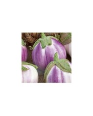 Aubergine ronde bianca sfumata di rosa