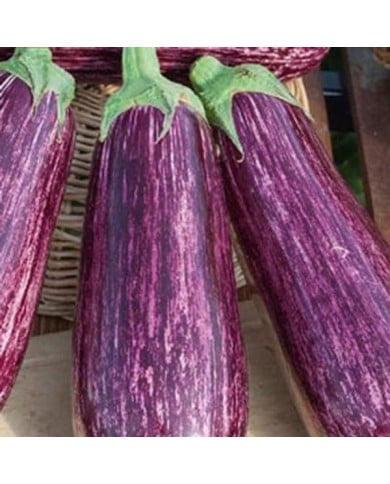 Aubergine striée riado f1