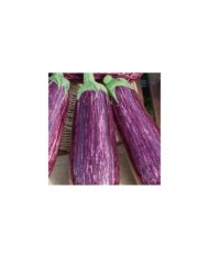 Aubergine striée riado f1
