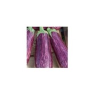 Aubergine striée riado f1