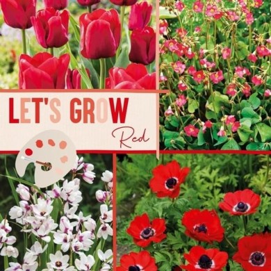 Let's Grow - Rouge - lot de 40 bulbes