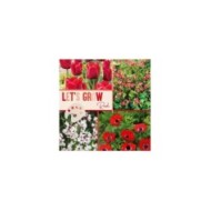 Let's Grow - Rouge - lot de 40 bulbes