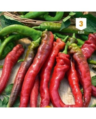Piment doux long des Landes