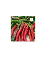 Piment doux long des Landes