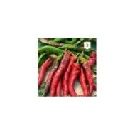 Piment doux long des Landes