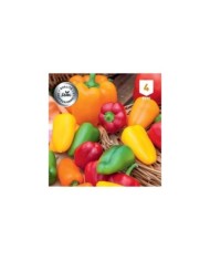 Poivron mini Snack Peppers mix