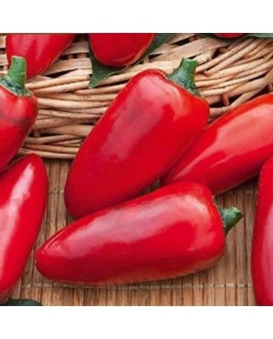 Piment Jalapeno