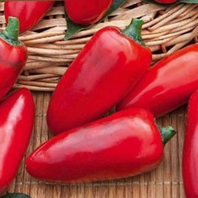 Piment Jalapeno