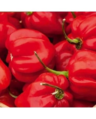Piment ultra fort Habanero rouge