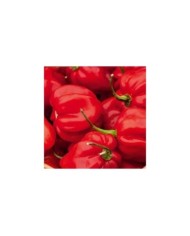 Piment ultra fort Habanero rouge