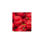 Piment ultra fort Habanero rouge