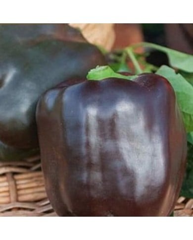 Poivron Sweet chocolat