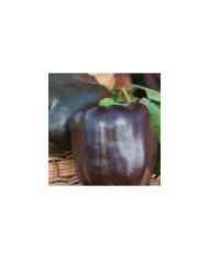 Poivron Sweet chocolat
