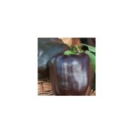 Poivron Sweet chocolat