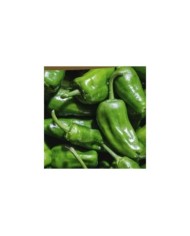 Poivron à tapas Pimiento de Padron
