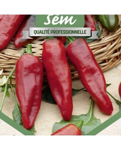 Piment type espelette Gorria