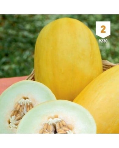 Melon Canari variété ancienne