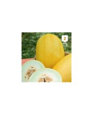 Melon Canari variété ancienne