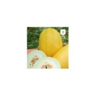 Melon Canari variété ancienne