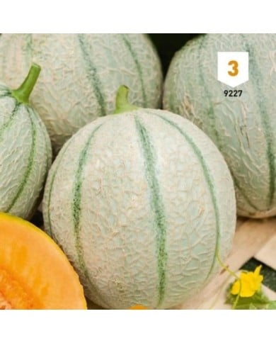 Melon Charentais