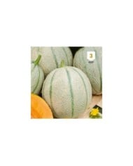 Melon Charentais