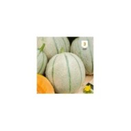 Melon Charentais