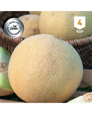 Melon Galia F1