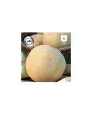 Melon Galia F1