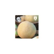 Melon Galia F1