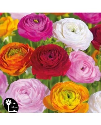 Renoncules en mélange - lot de 10