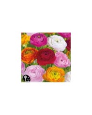 Renoncules en mélange - lot de 10