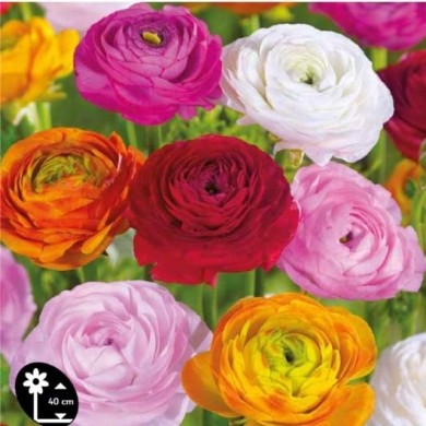 Renoncules en mélange - lot de 10
