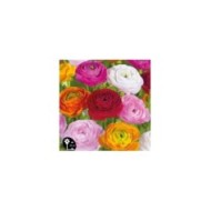 Renoncules en mélange - lot de 10