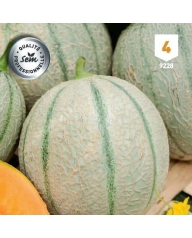 Melon Stellio F1